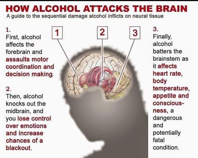 Alcohol's attack on brain