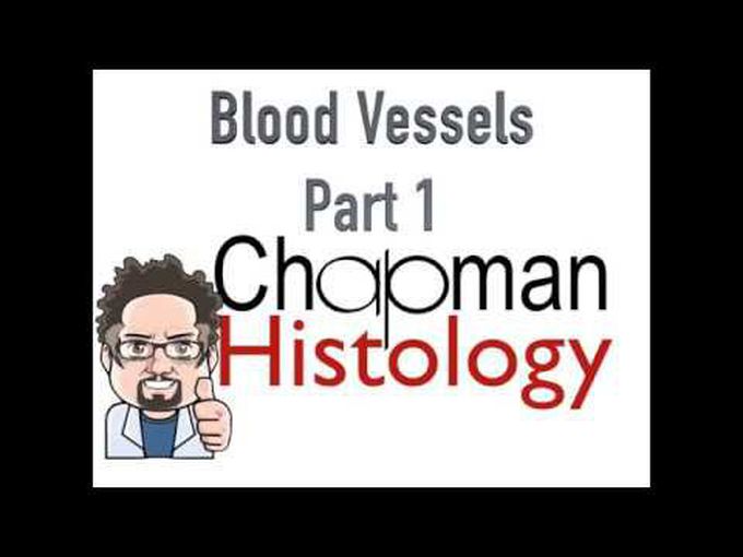 Muscular Artery and Vein Histology