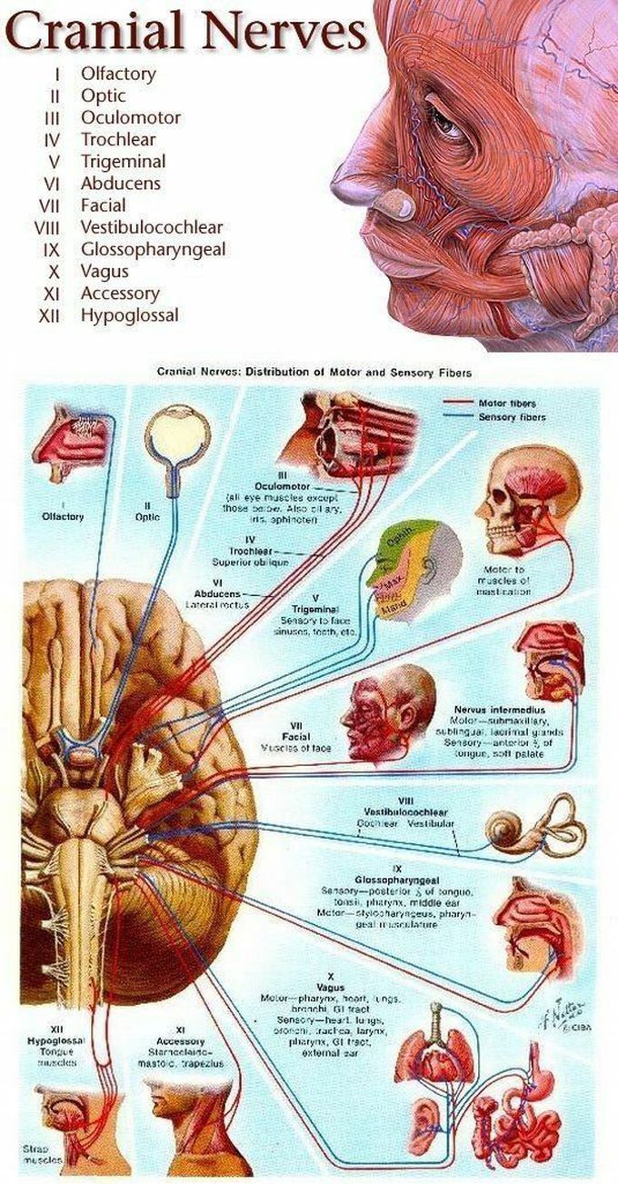 Cranial nerces