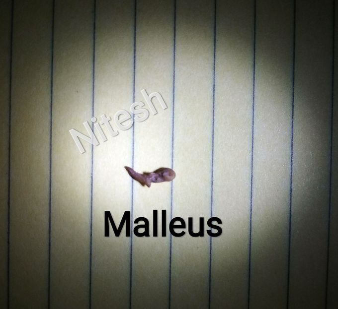 Ear ossicles