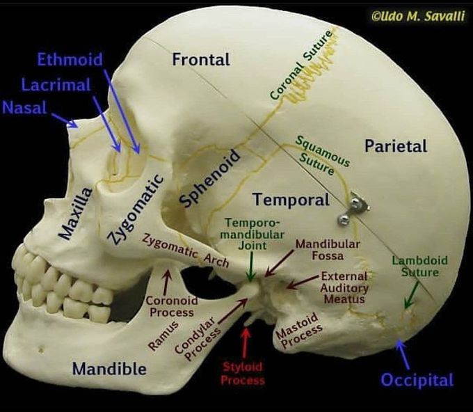 Skull