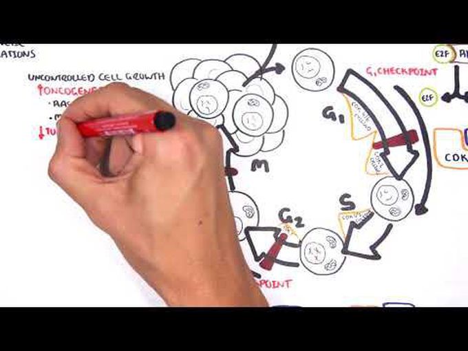 Oncogenetics - Mechanism of Cancer (tumor suppressor genes and oncogenes)