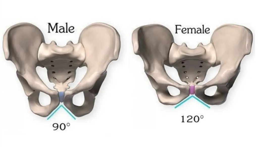 Male Pelvis VS Female Pelvis 