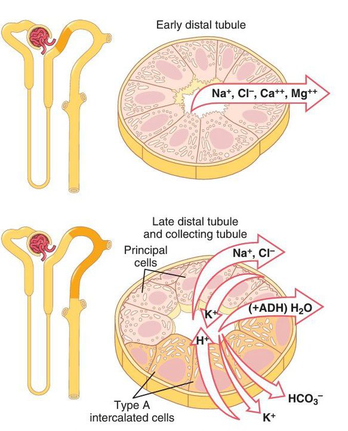 Late distal tubule and collecting duct