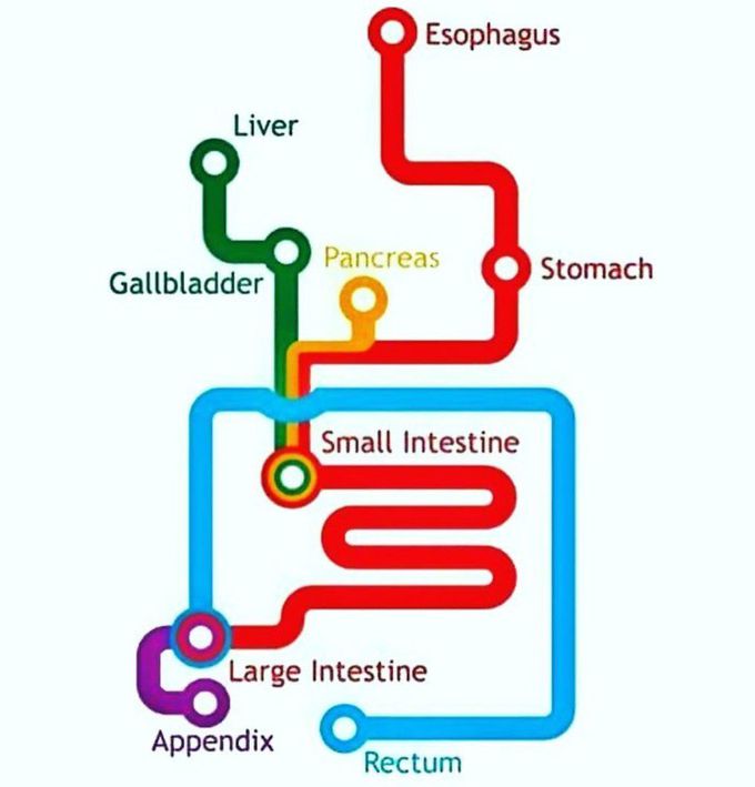 HUMAN DIGESTIVE SYSTEM
