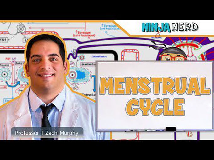 Menstural cycle