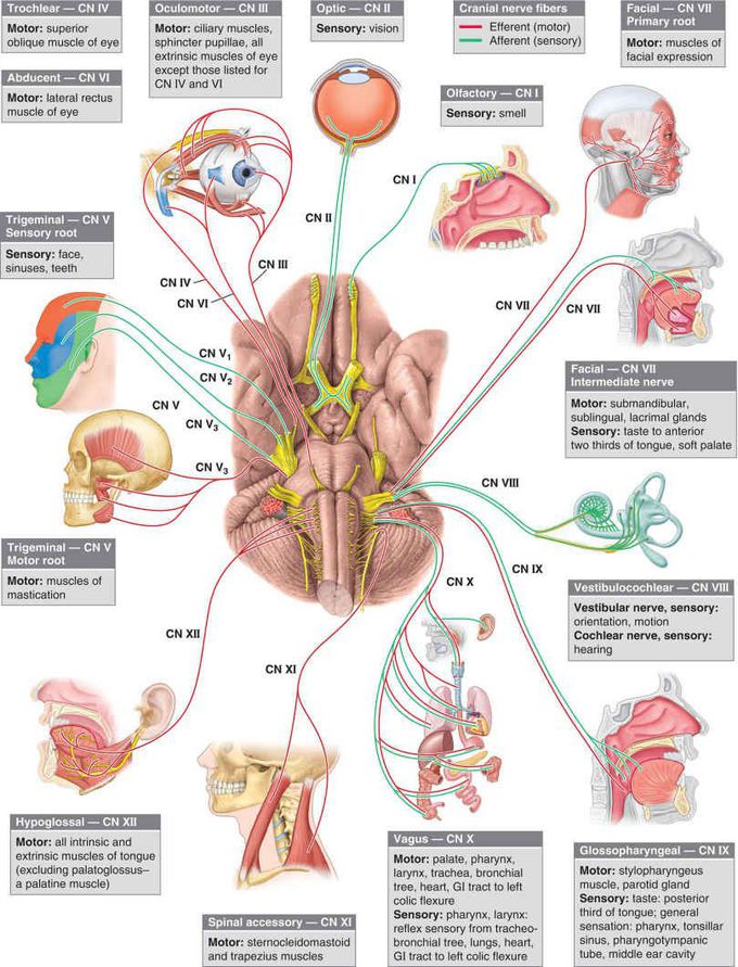 Cranial Nerves