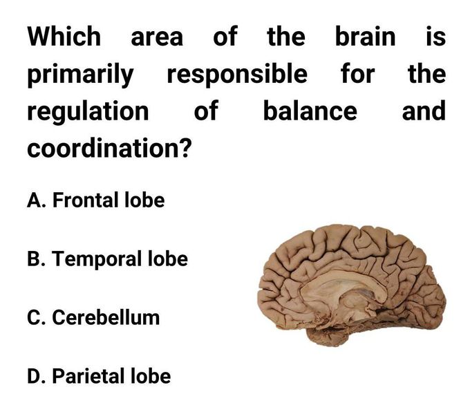Area of the Brain
