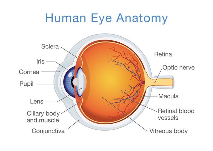 Anatomy of Eye