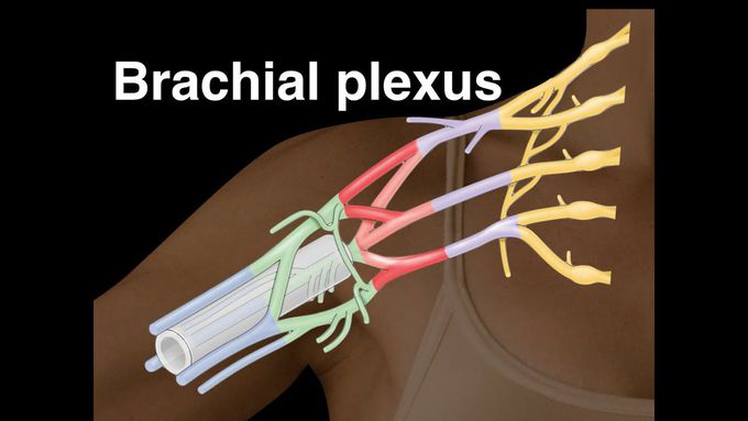 Brachial Plexus in 3D