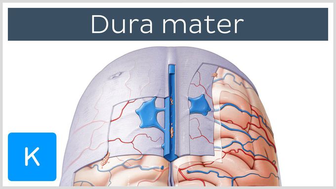 Dura mater (meninges of the brain) - Human Anatomy | Kenhub