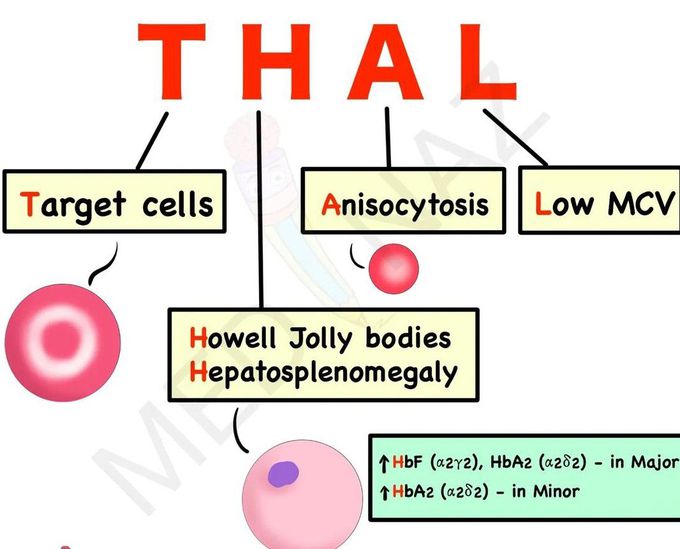 Thallesemia Hematology