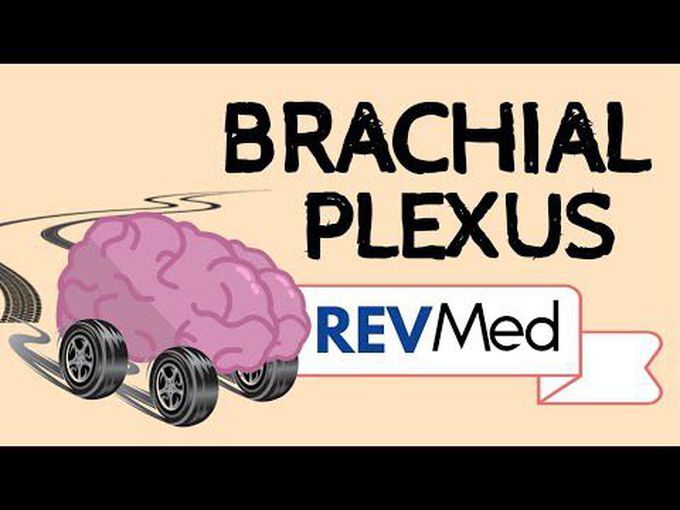 Brachial Plexus-Just Made Easy!