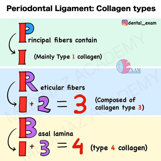 Collagen types in periodontal ligament