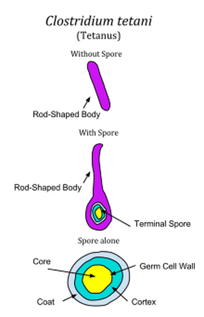 Clostridium tatani