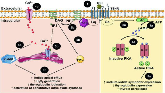 Signaling Pathway of endocrine hormone