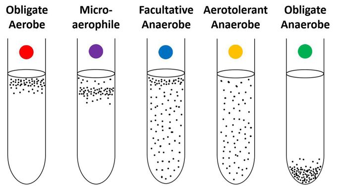 Image: Facultative Anaerobes】: A Close Study