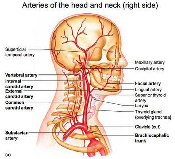 Песня голова шея. Сосуды головы и шеи анатомия. Сонная артерия анатомия. Наружная Сонная артерия анатомия. Ветви наружной сонной артерии на лице.
