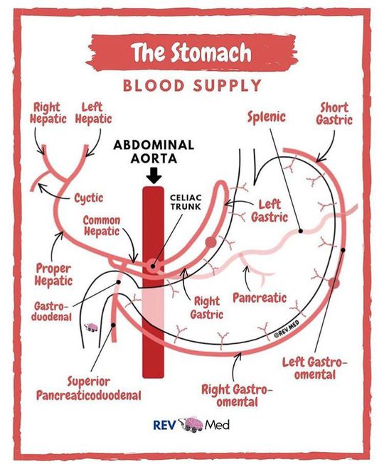 Blood supply to the Stomach - MEDizzy