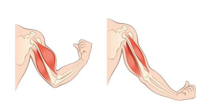 Treatment of muscle wasting