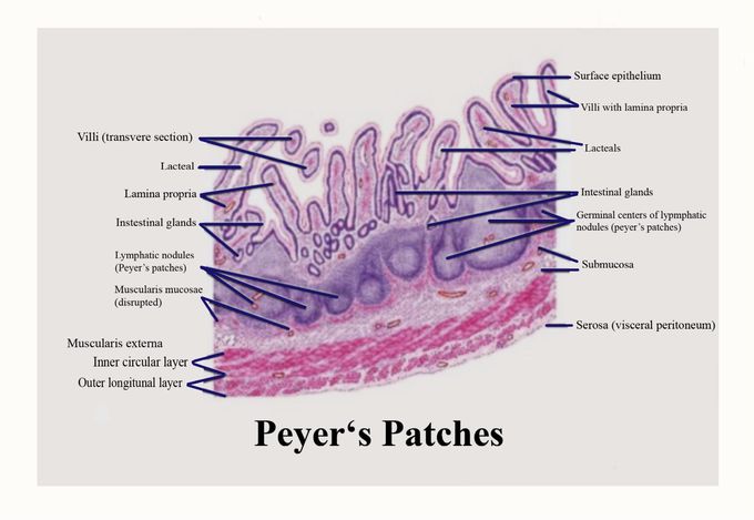 Peyer's Patches