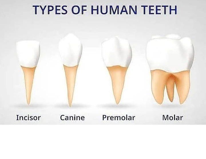 TYPES OF HUMAN TEETH - MEDizzy