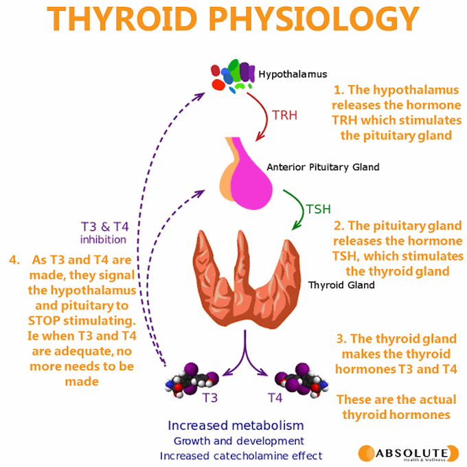 Thyroid Physiology