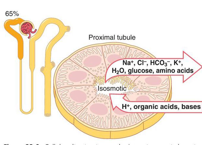 Proximal convulated tubule