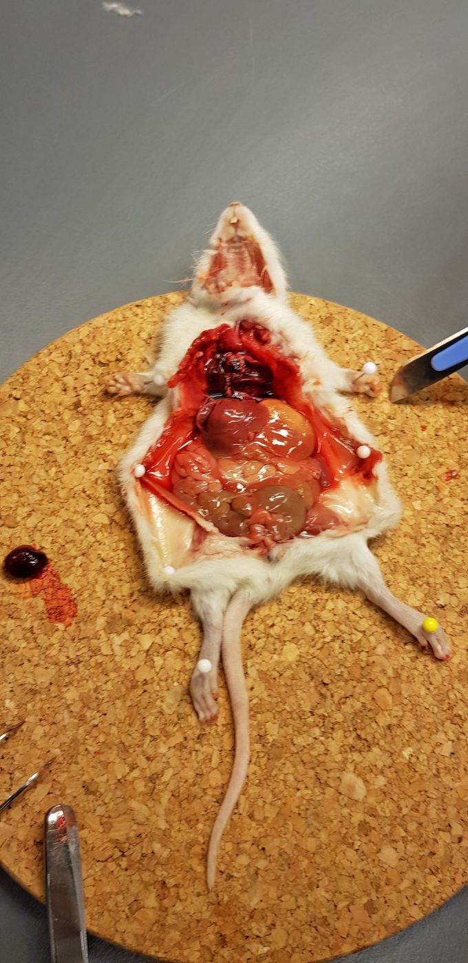 Dissecting a rat