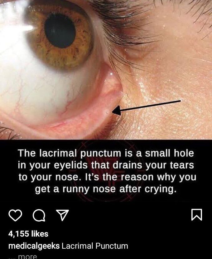 Lacrimal punctum