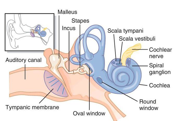 Ear physiology