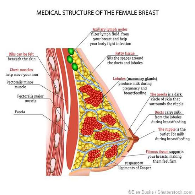 How do you feel if there is a cancer in your breast? Signs and symptoms of breast Cancer