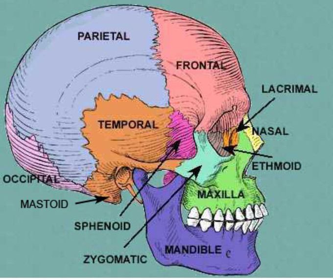 Parts of the skull