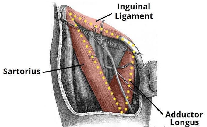 Femoral triangle