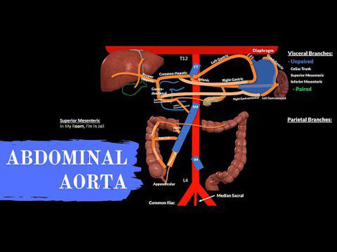 Abdominal Aorta and its branches- Anatomy