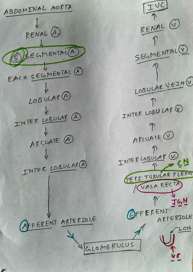 kidney blood supply / Renal artery branche's