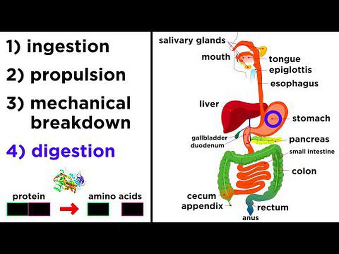 Anatomy and physiology of 
digestive system