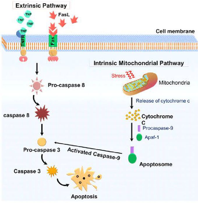 Mechanisms of Apoptosis