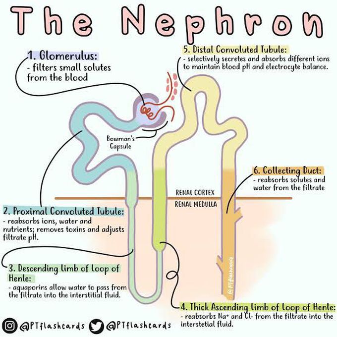 The Nephrone