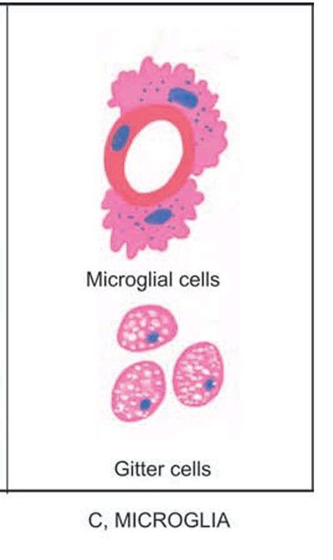 Cells comprising the nervous system