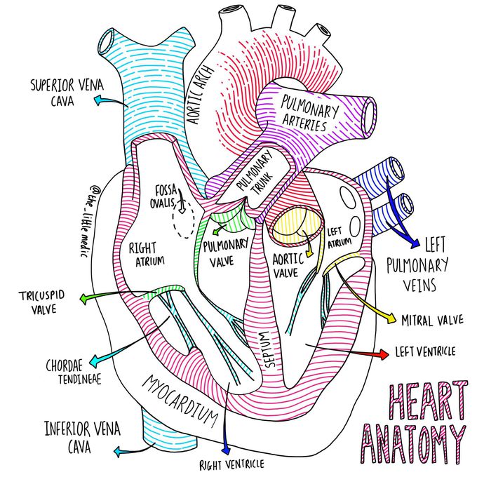Anatomy of the Heart