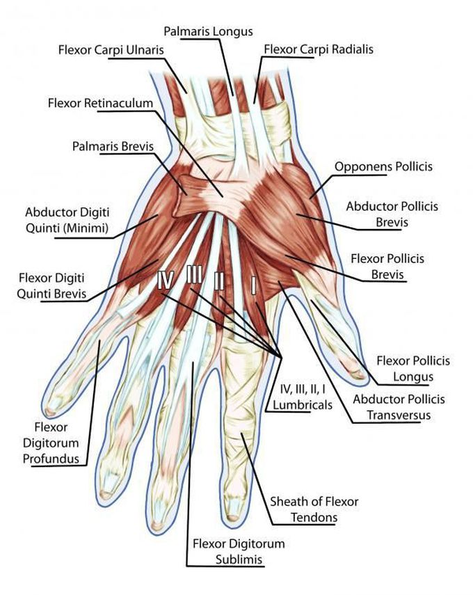 Finger And Thumb Muscles