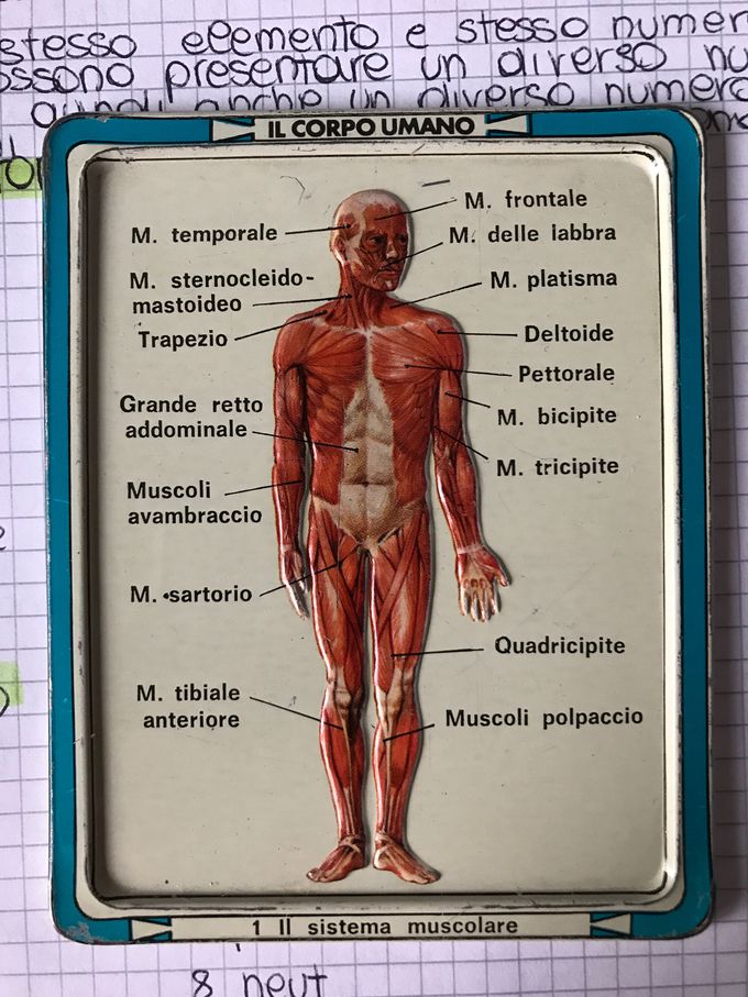 anatomy