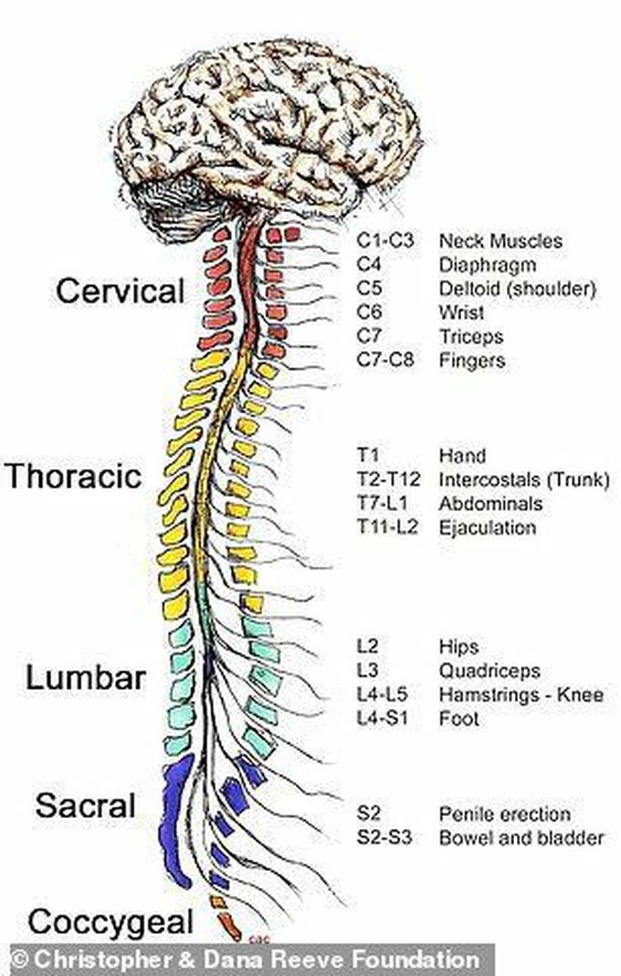 Vertebrae