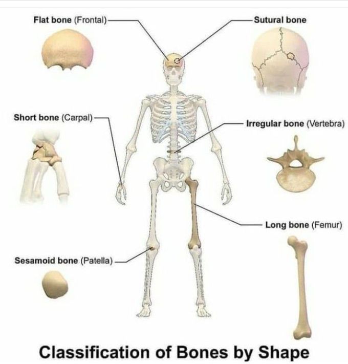 Classification of bones according to shape
