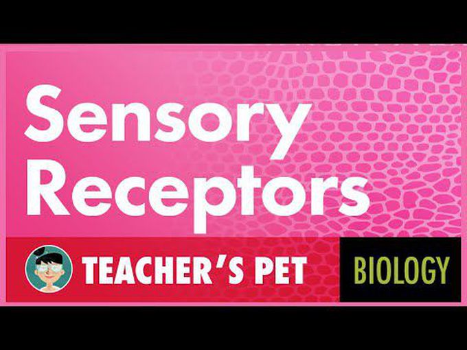 Sensory Receptors -I