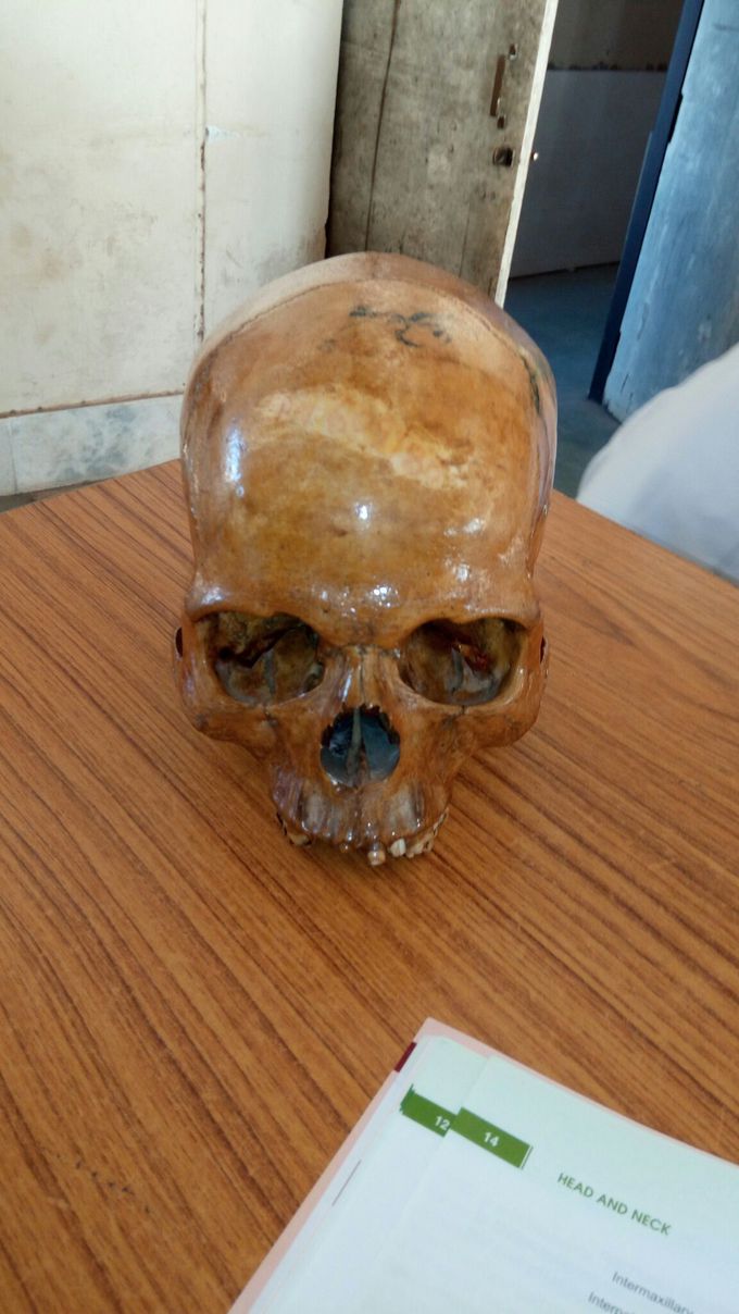 SKULL -  Norma Frontalis View