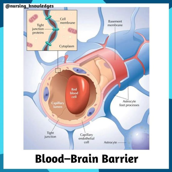 Blood Brain Barrier