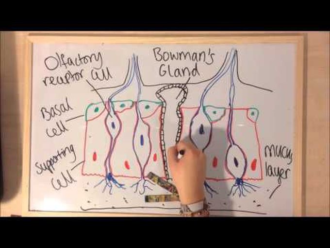 Histology- Olfactory Epithelium