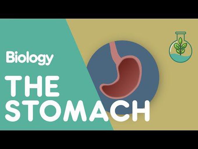 Role of stomach